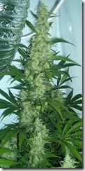 295px-Cannabis_flowering
